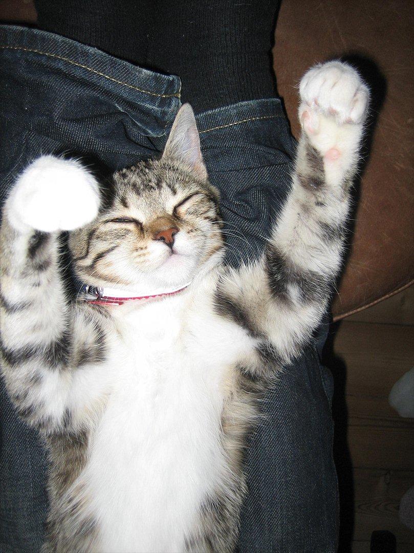 Huskat Chilli - Jeg ligger godt !! :D billede 1