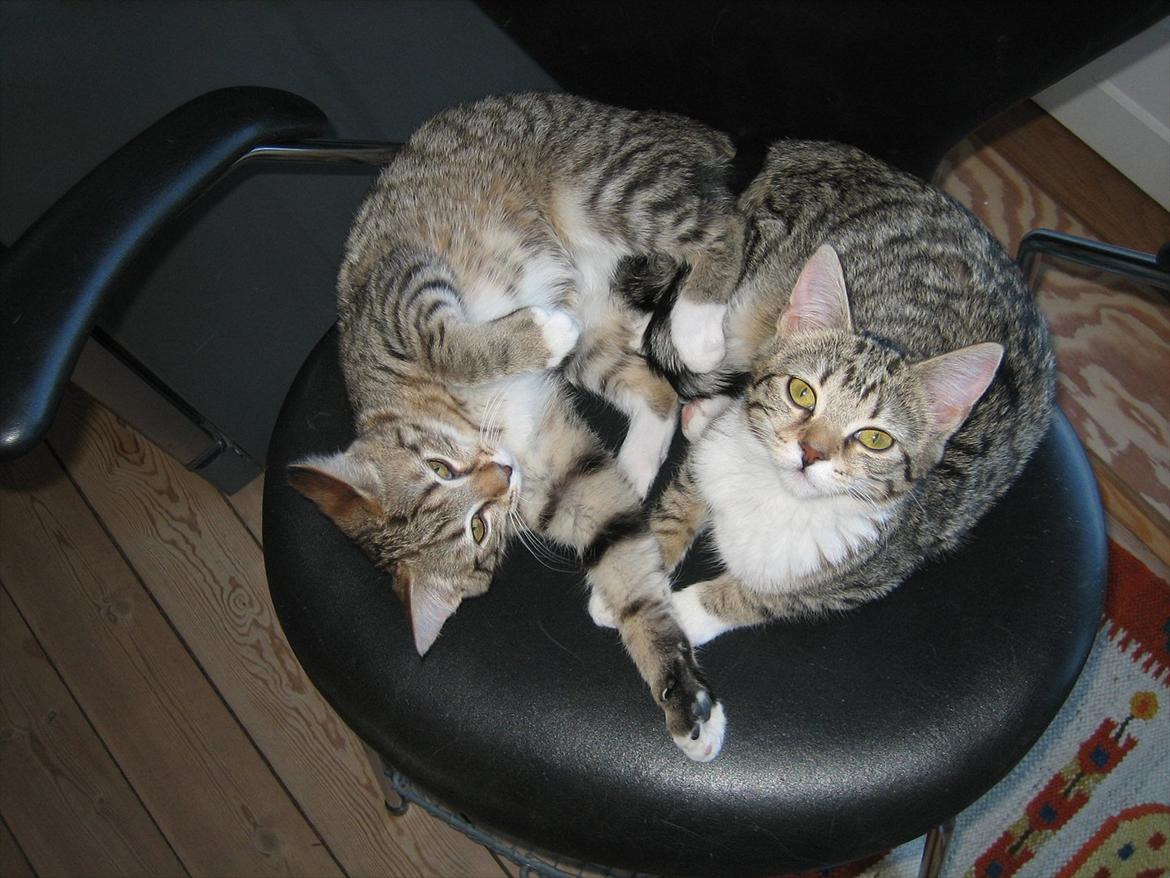 Huskat Chilli - Jeg kan godt lide min søster !! :D billede 2