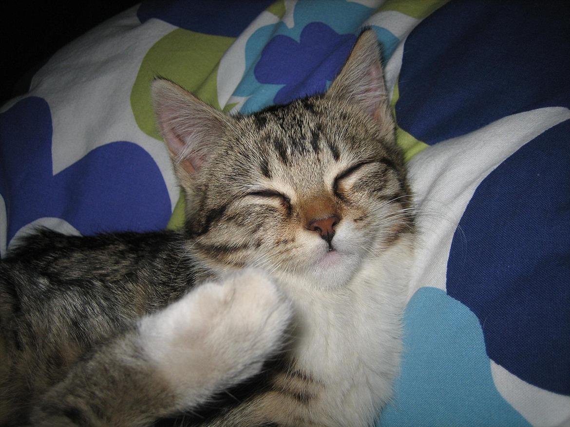 Huskat Chilli - Første aften hjemme :D billede 3