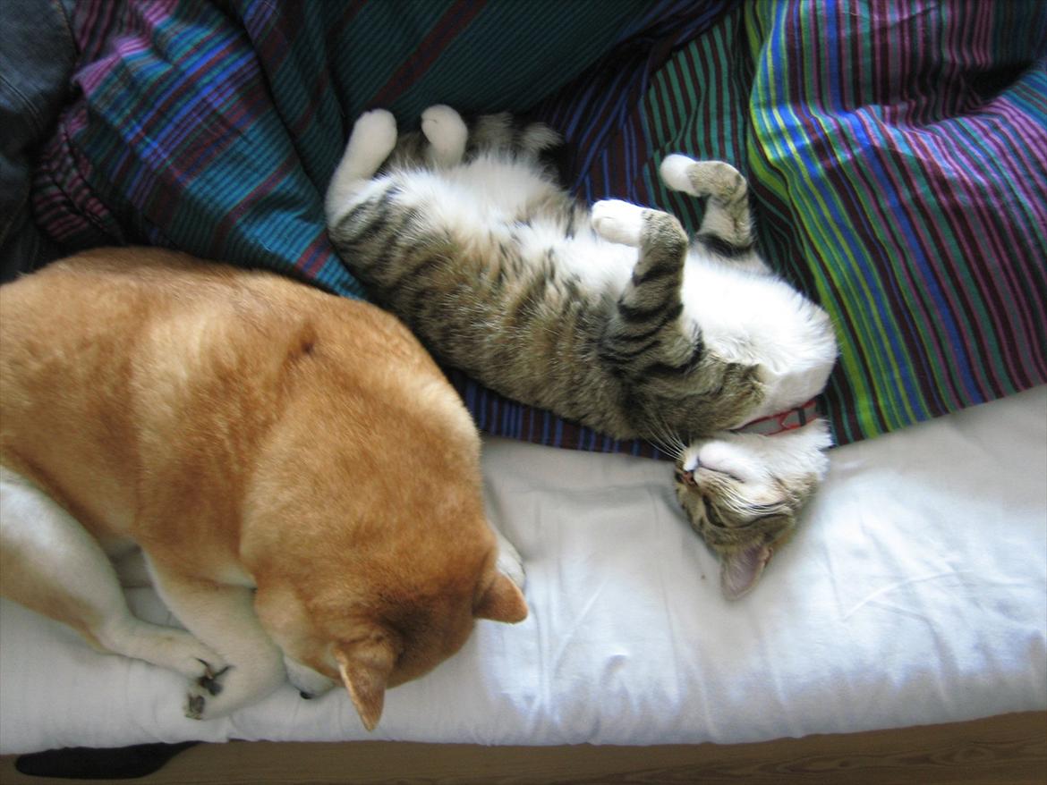 Huskat Chilli - Her ligger vi og hygger med Zennmai vores nu afdøde hund. billede 4