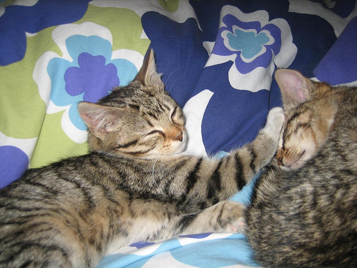 Huskat Chilli - jeg kan godt lide min søster !! :D billede 5