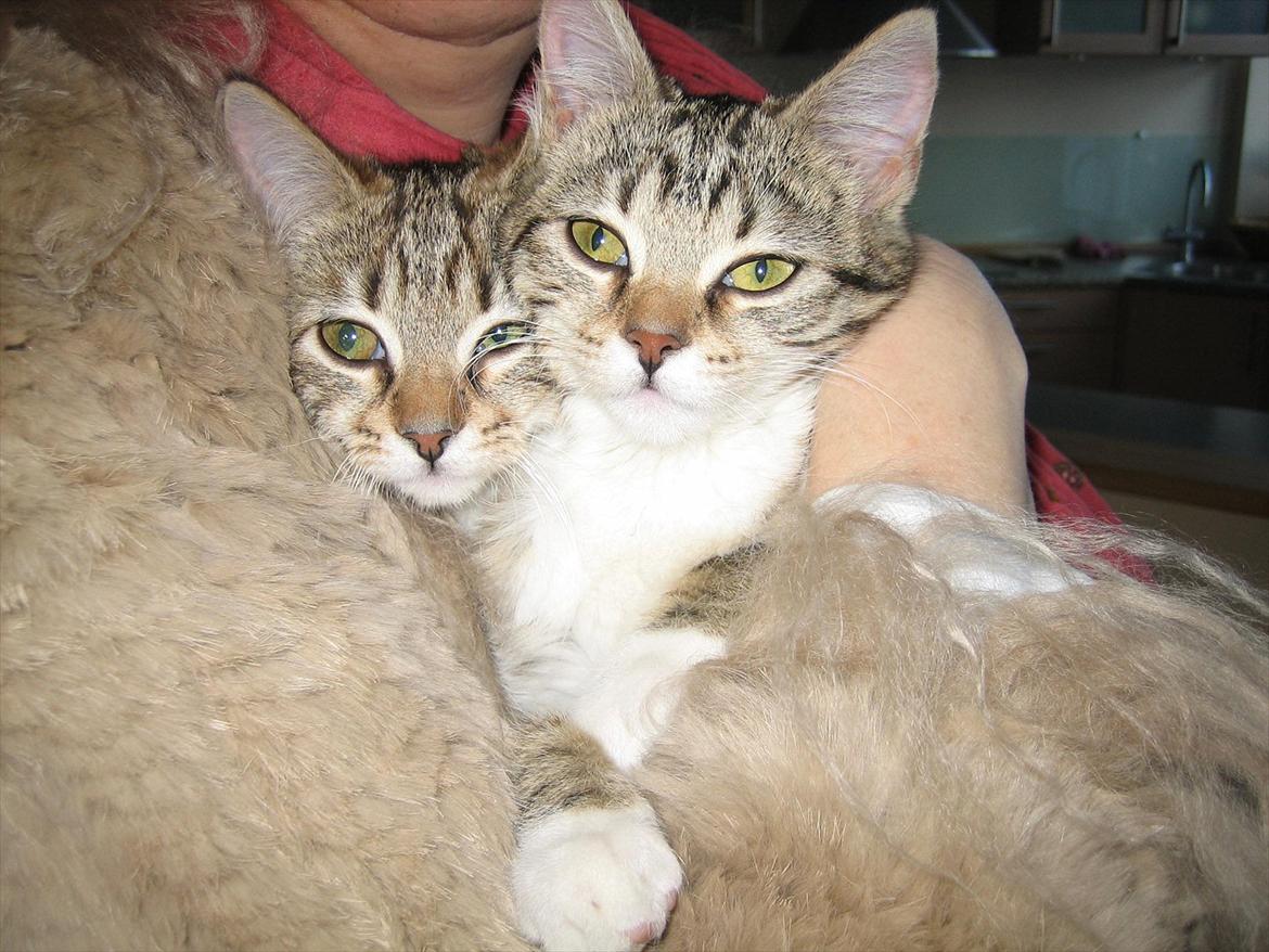 Huskat Chilli - jeg kan godt lide min søster !! :D billede 6