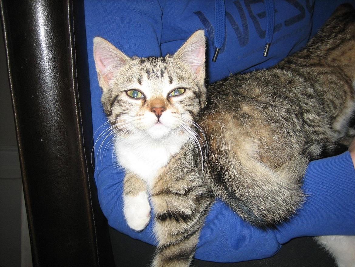 Huskat Chilli - er jeg ikk sød ?? :D billede 7