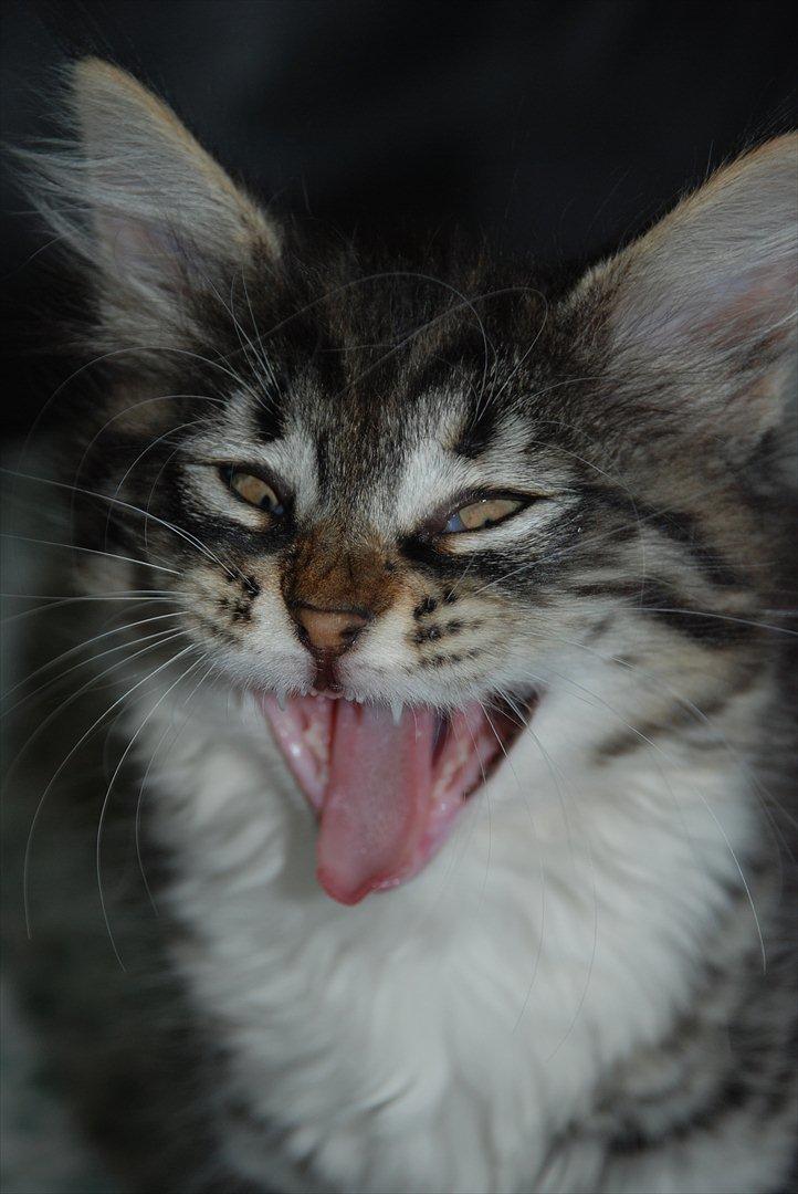 Norsk Skovkat | Frida  - Billed 5. Foto: Mig selv (Johanne Nolte Photography) billede 5