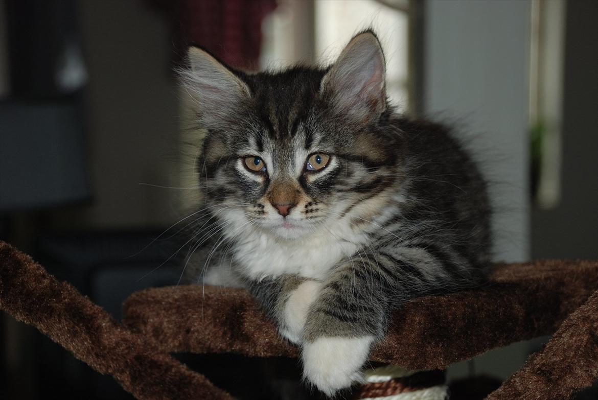 Norsk Skovkat | Frida  - Billed 6. Foto: Mig selv (Johanne Nolte Photography) billede 6