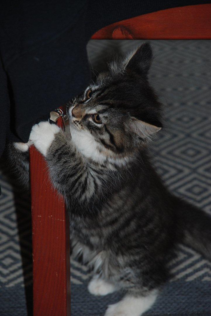 Norsk Skovkat | Frida  - Billed 7. Foto: Mig selv (Johanne Nolte Photography) billede 7