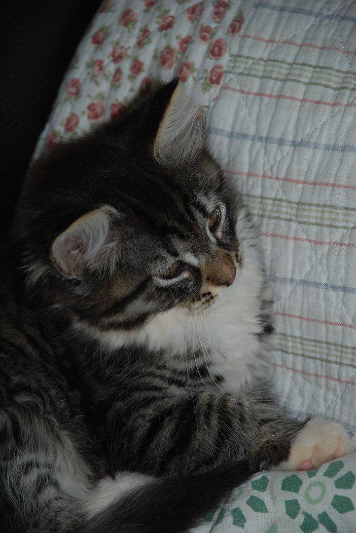 Norsk Skovkat | Frida  - Billed 8. Foto: Mig selv (Johanne Nolte Photography) billede 8