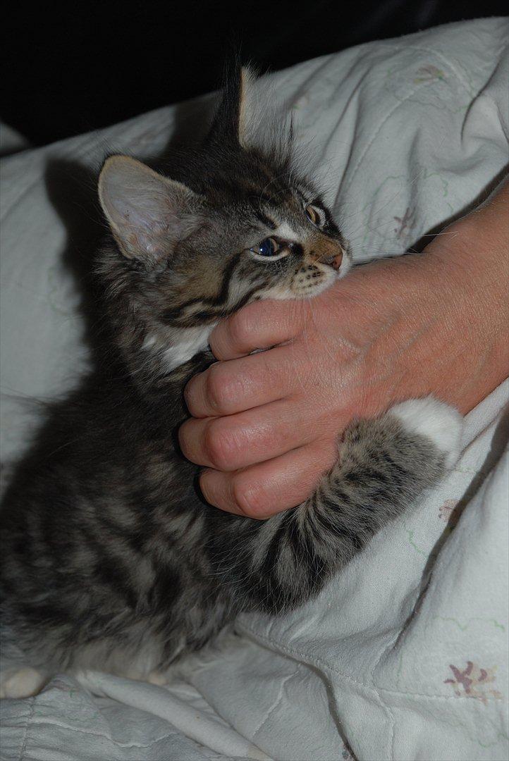 Norsk Skovkat | Frida  - Billed 9. Foto: Mig selv (Johanne Nolte Photography) billede 9