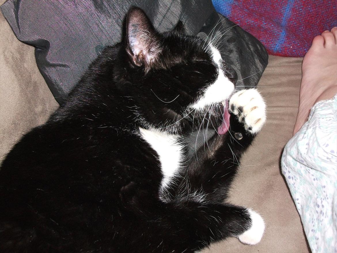 Huskat Sylvester *Sylle* RIP billede 1