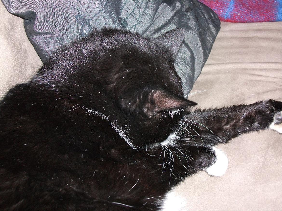 Huskat Sylvester *Sylle* RIP billede 2