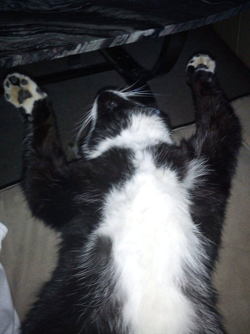 Huskat Sylvester *Sylle* RIP billede 3