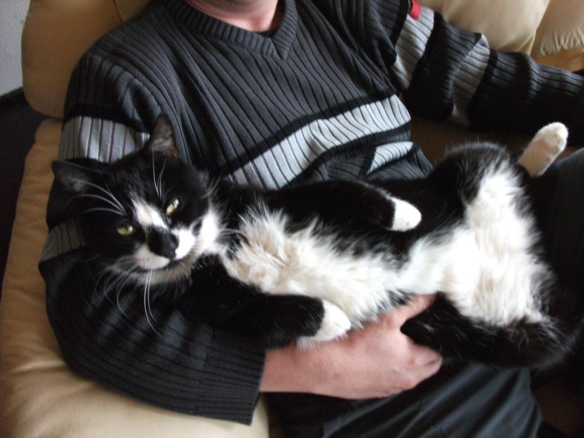 Huskat Sylvester *Sylle* RIP billede 4