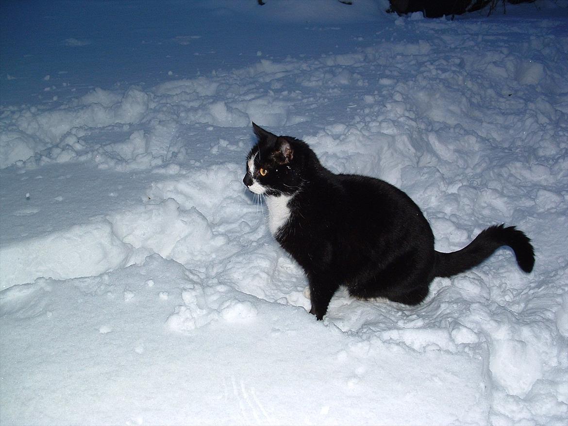 Huskat Sylvester *Sylle* RIP billede 5