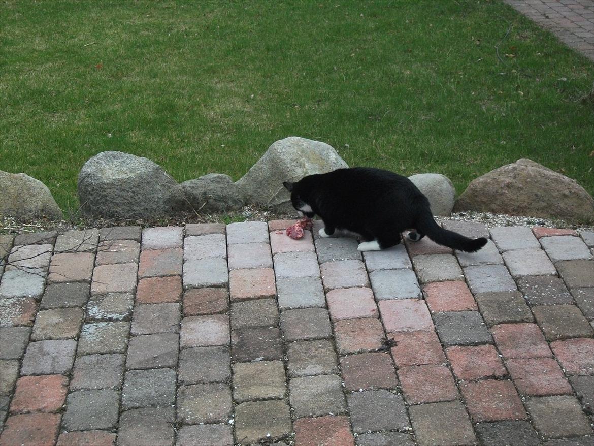 Huskat Sylvester *Sylle* RIP billede 6