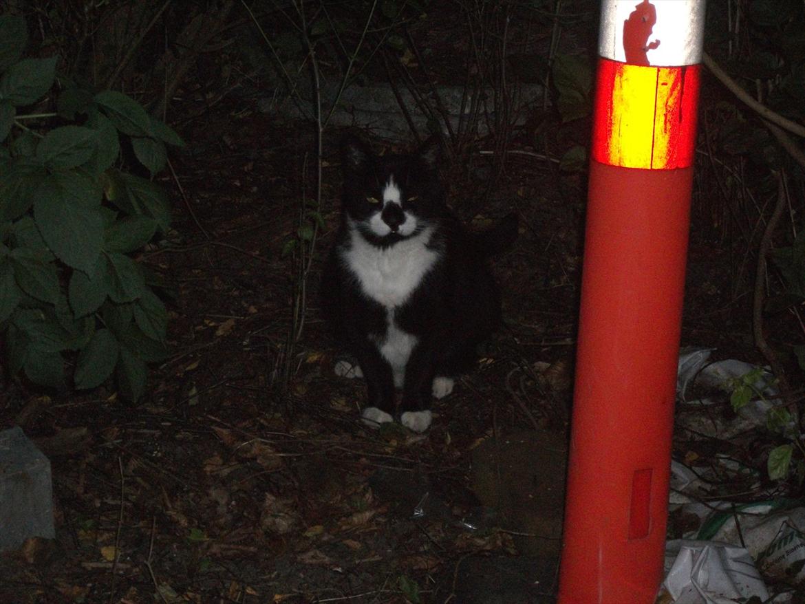 Huskat Sylvester *Sylle* RIP billede 7