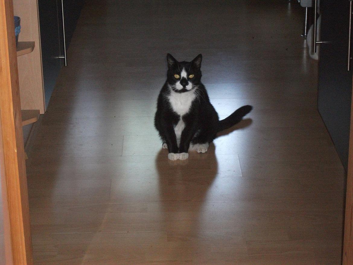 Huskat Sylvester *Sylle* RIP billede 8