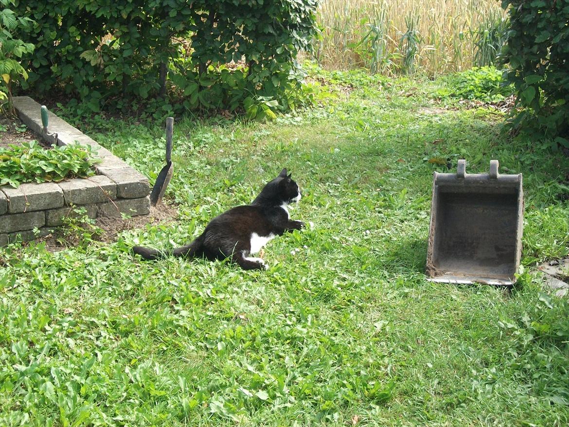 Huskat Sylvester *Sylle* RIP billede 9