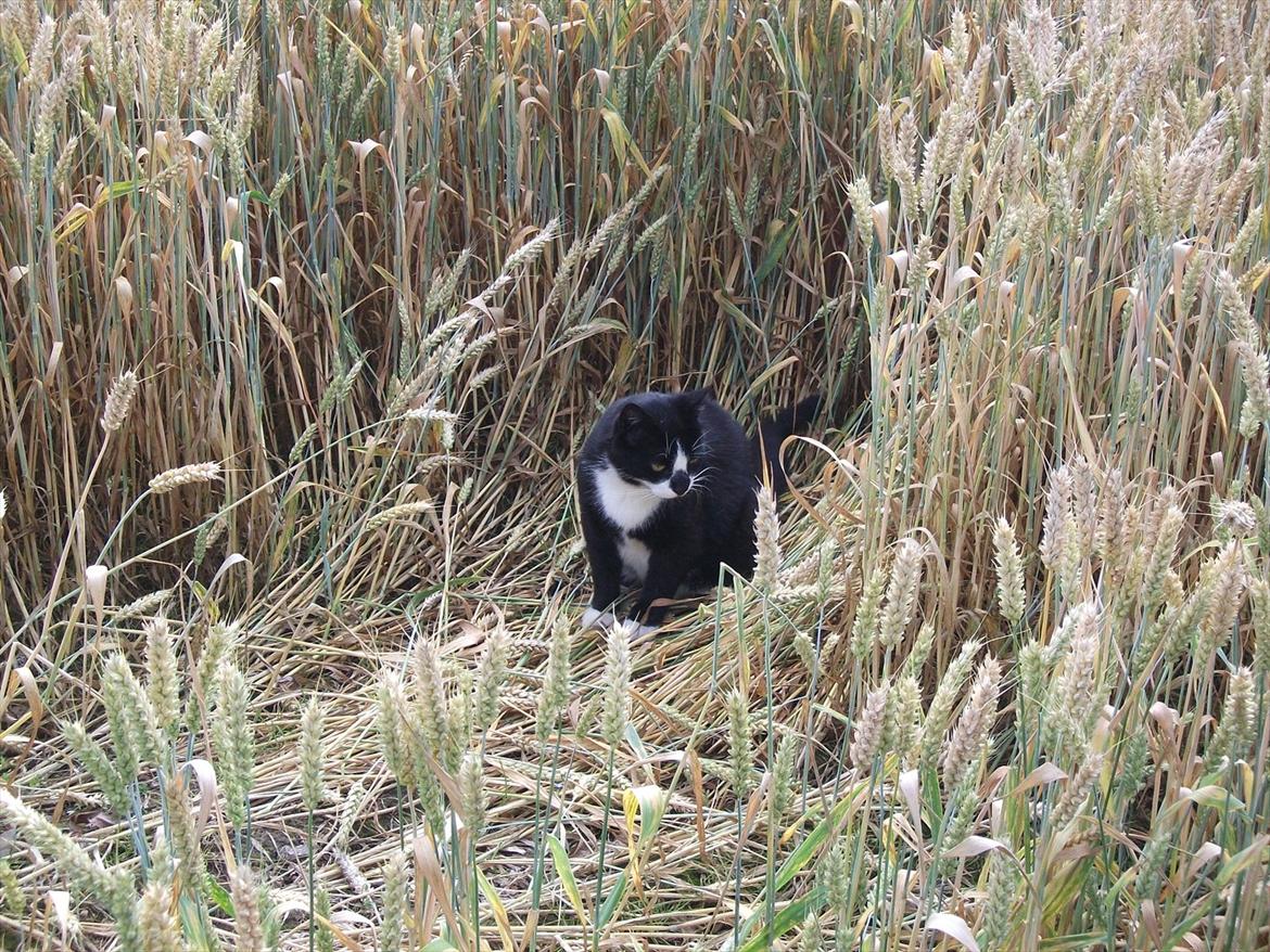 Huskat Sylvester *Sylle* RIP billede 10