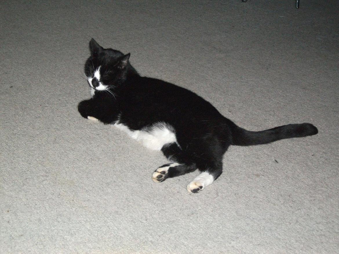 Huskat Sylvester *Sylle* RIP billede 11