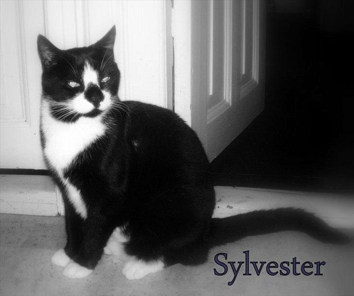 Huskat Sylvester *Sylle* RIP billede 12