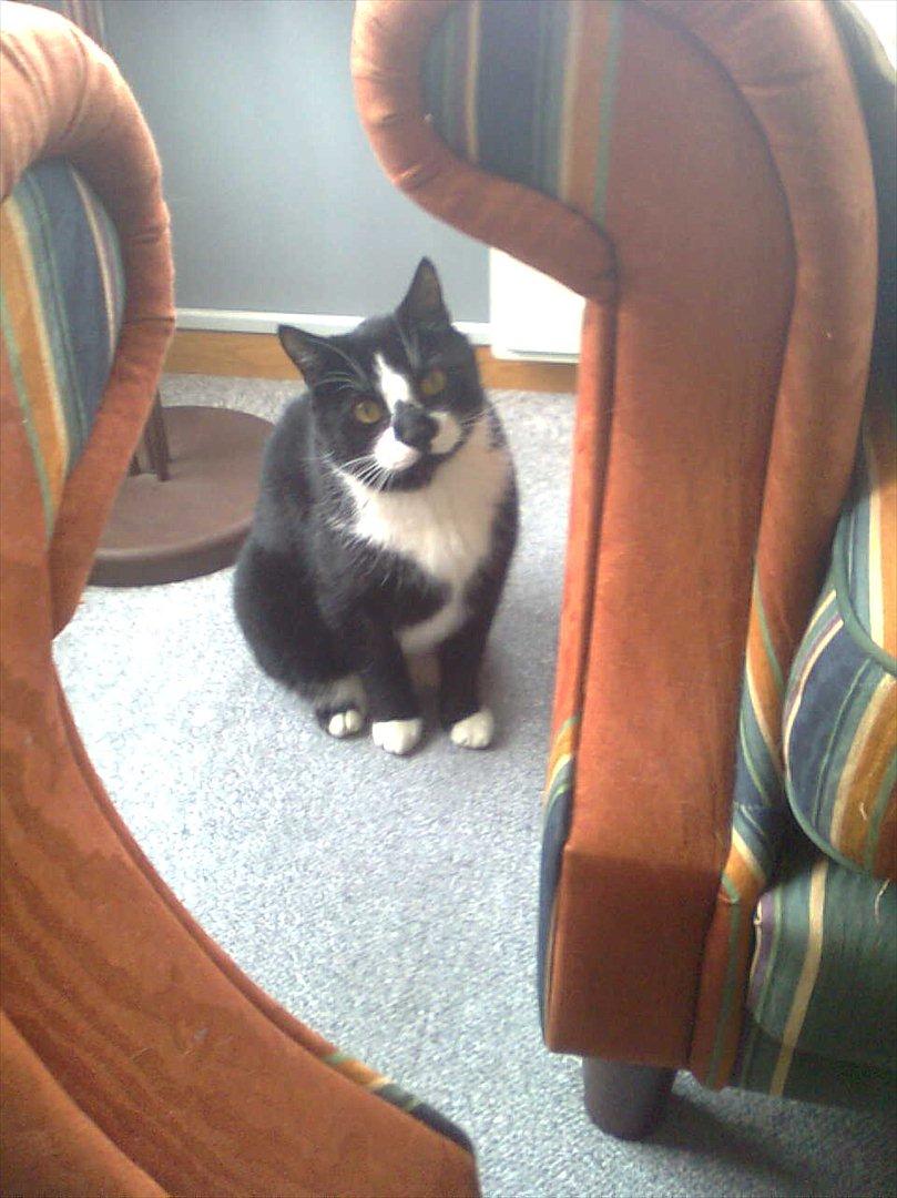 Huskat Sylvester *Sylle* RIP billede 13