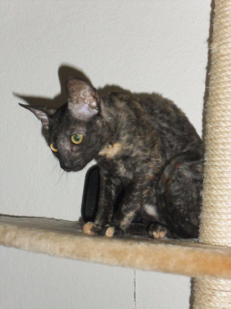 Cornish Rex DK Pixiepaws buick skylark billede 3