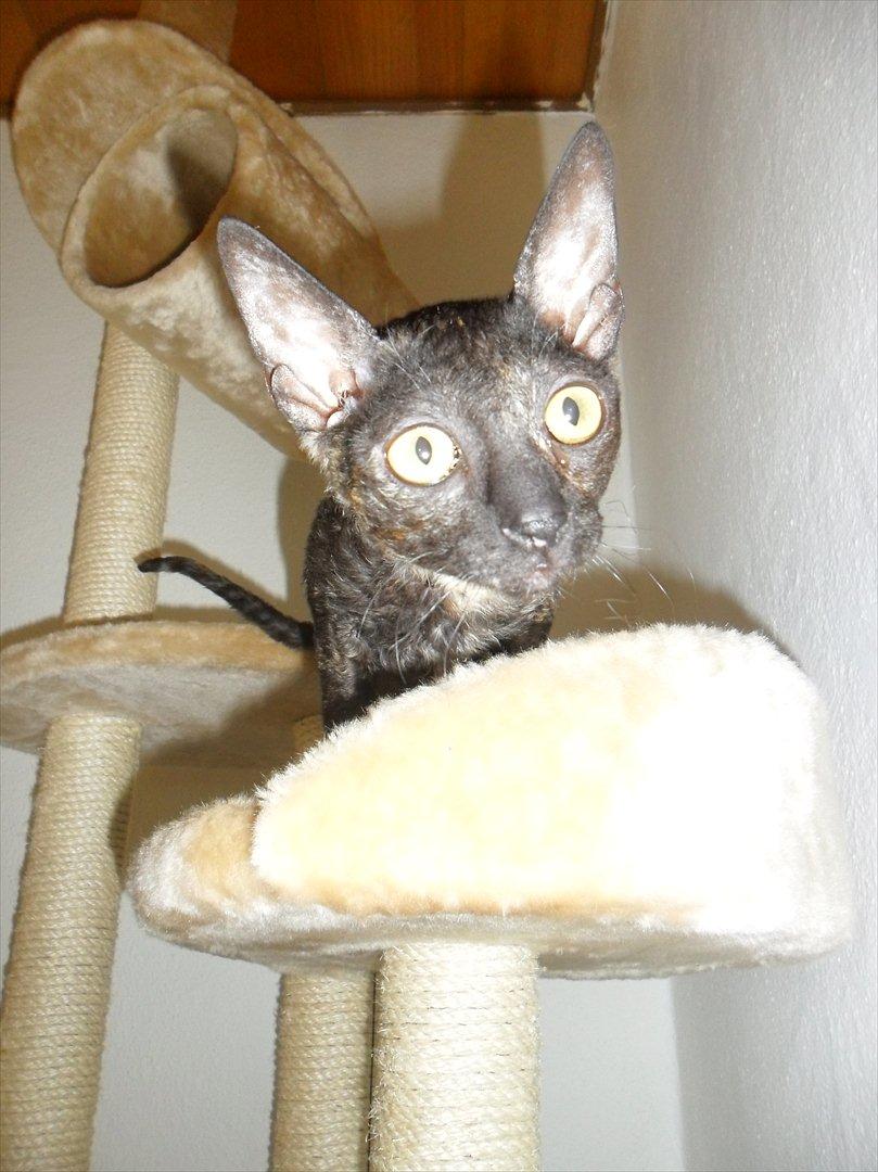 Cornish Rex DK Pixiepaws buick skylark billede 7