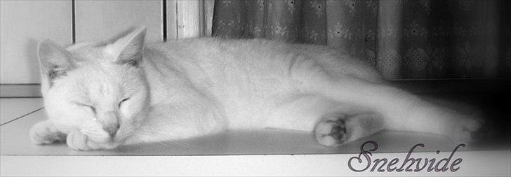 Huskat Snehvide billede 2