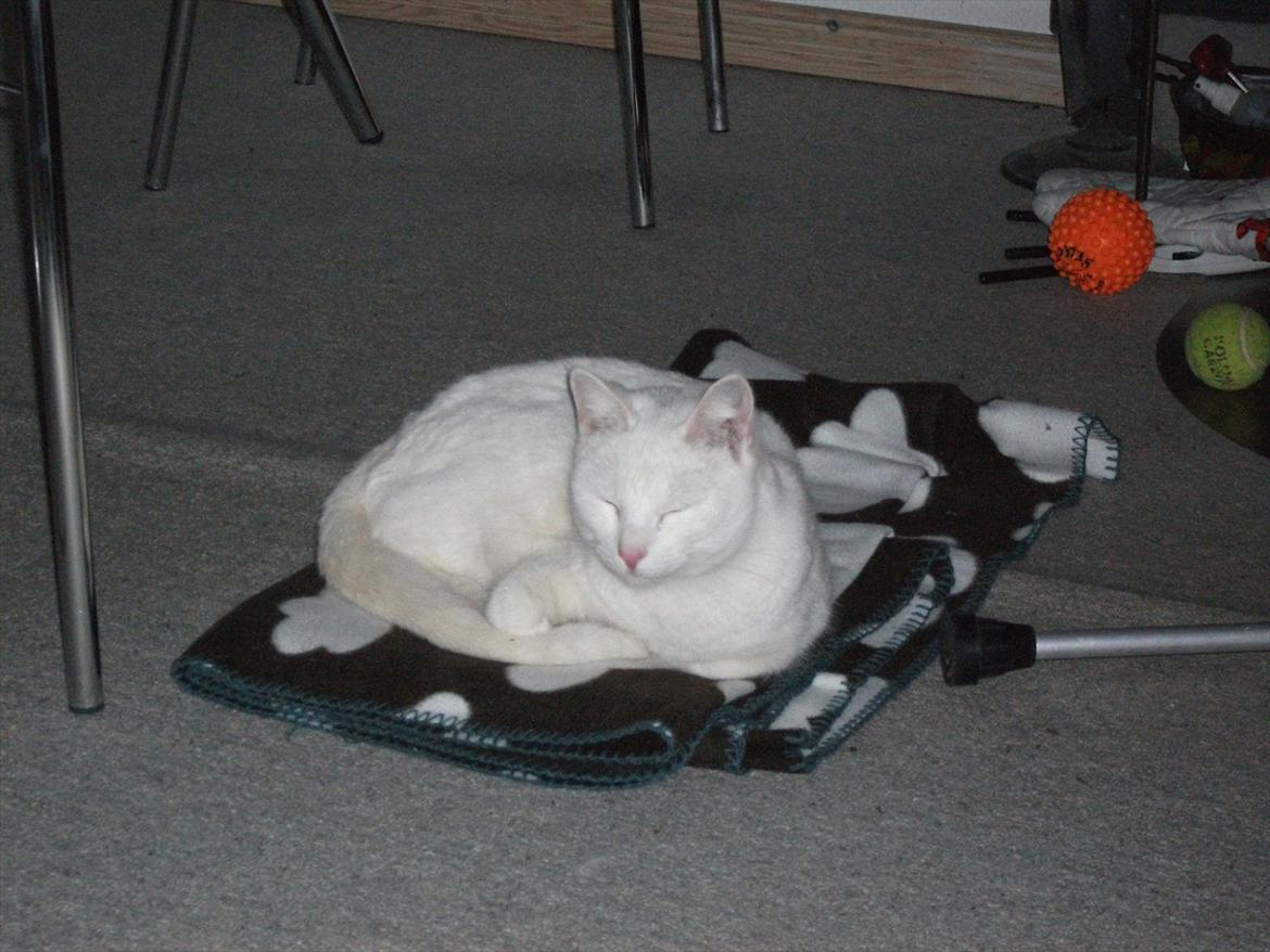 Huskat Snehvide billede 3