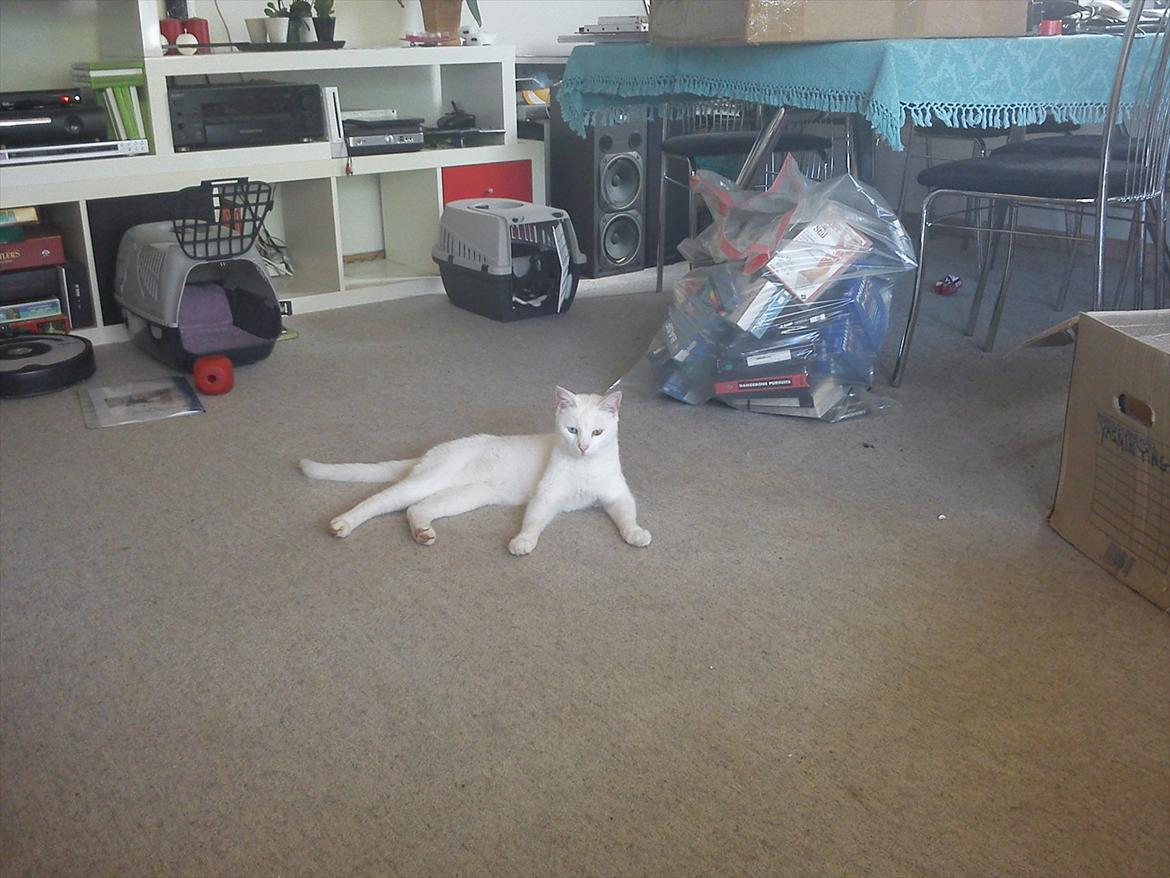 Huskat Snehvide billede 4