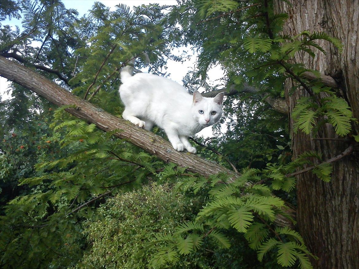 Huskat Snehvide billede 5