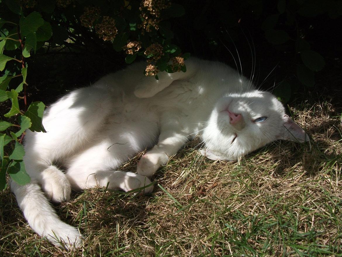 Huskat Snehvide billede 6