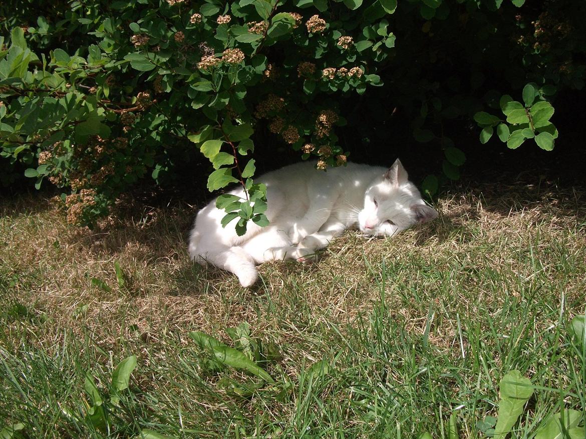 Huskat Snehvide billede 7