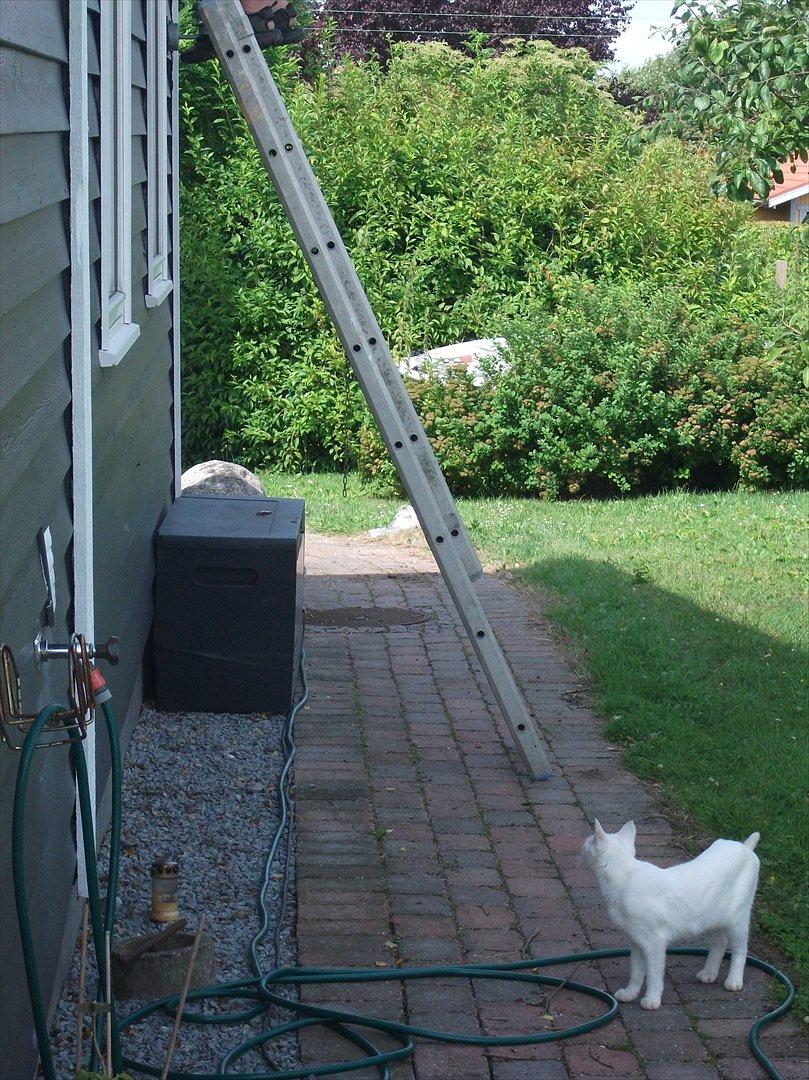 Huskat Snehvide billede 8