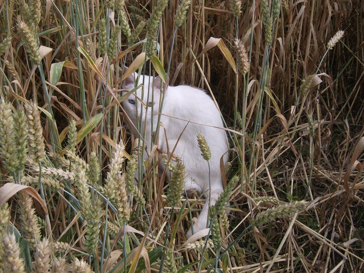 Huskat Snehvide billede 9