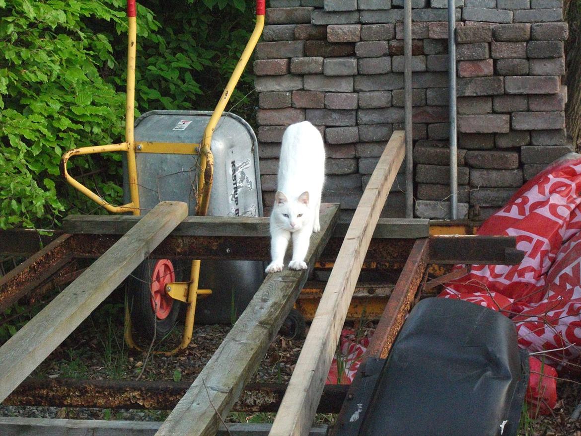 Huskat Snehvide billede 10