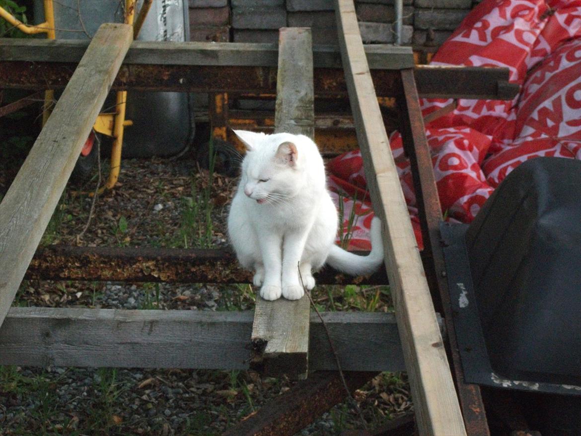 Huskat Snehvide billede 11