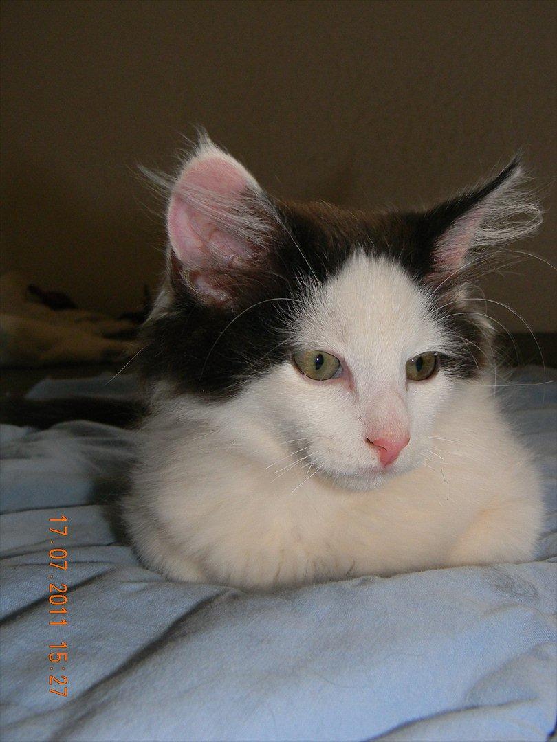 Norsk Skovkat †Wahkan Cheveyo (foder-vært)† billede 20