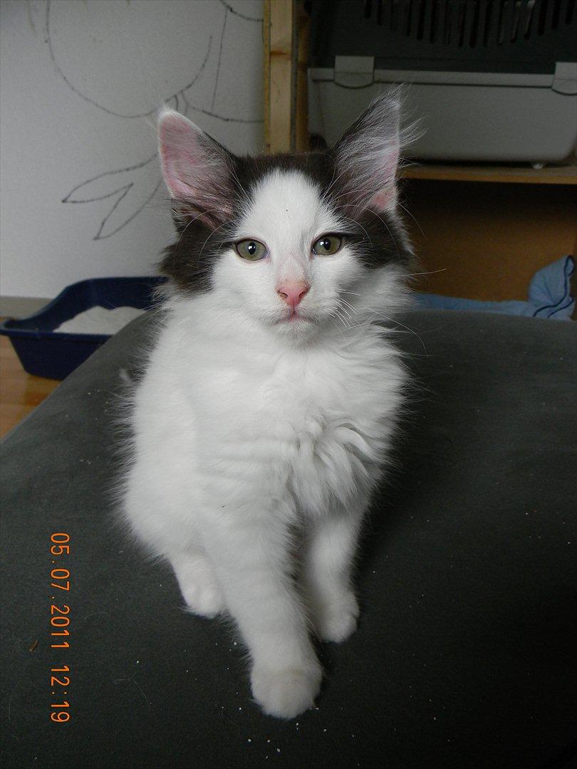 Norsk Skovkat †Wahkan Cheveyo (foder-vært)† billede 15