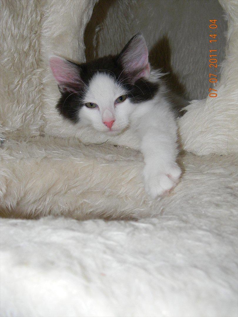 Norsk Skovkat †Wahkan Cheveyo (foder-vært)† billede 19