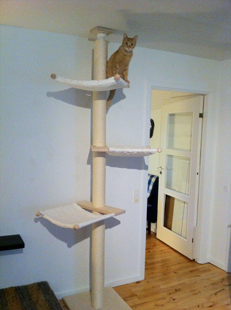 Huskat Felix - Kradsetræet billede 9