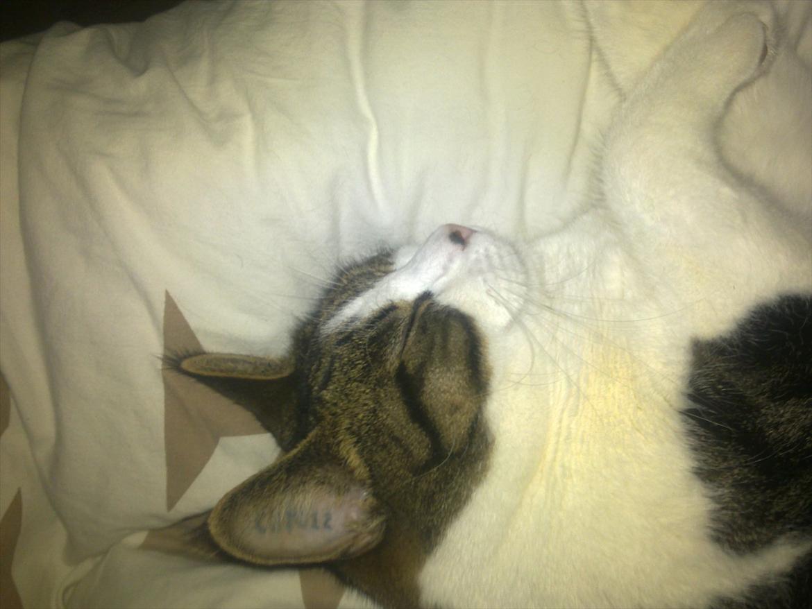 Blanding af racer Kashmir *R.I.P min engel* <3 billede 9