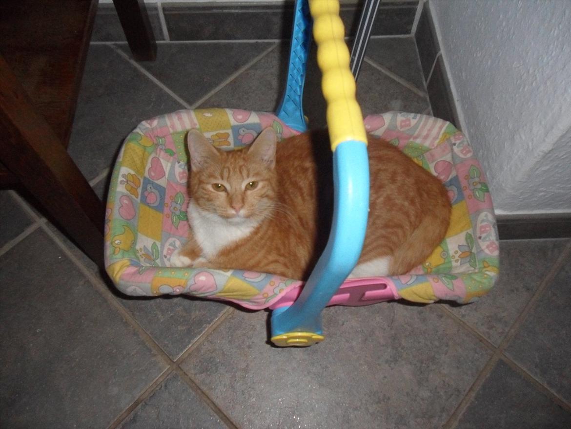 Blanding af racer Frida billede 1