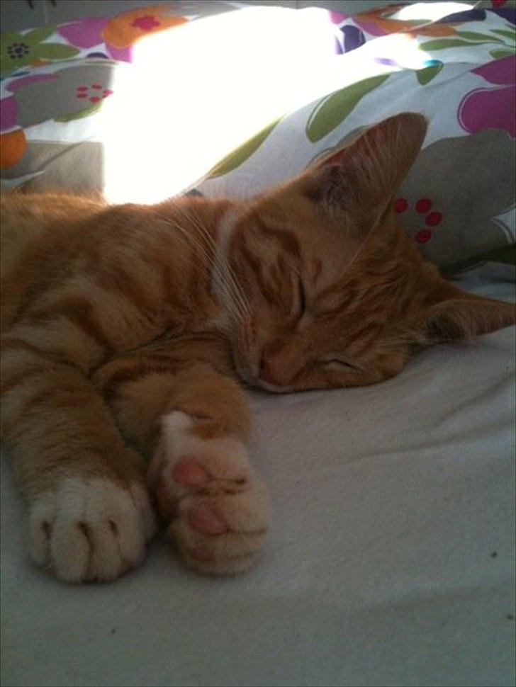 Blanding af racer Frida billede 2