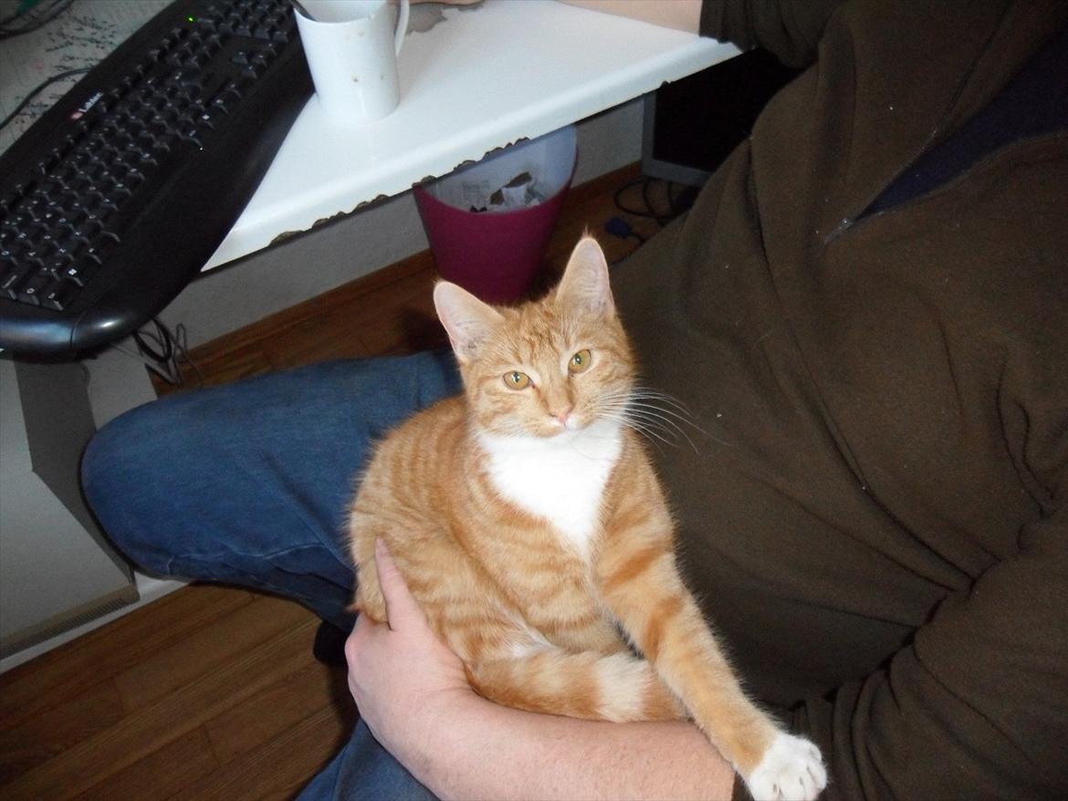 Blanding af racer Frida - Frida ligger godt hos morfar billede 3