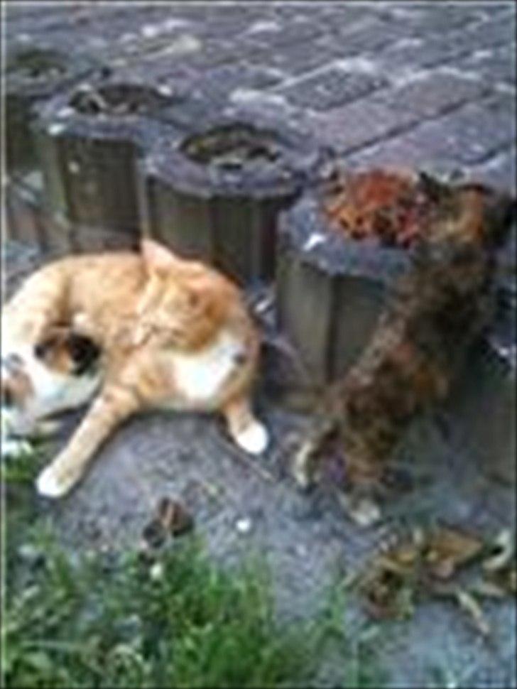 Blanding af racer Frida - Frida nyder solen med de små billede 4