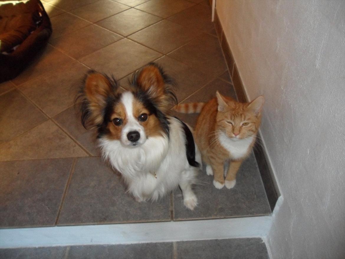 Blanding af racer Frida - Frida med sin yndlings Malle billede 5