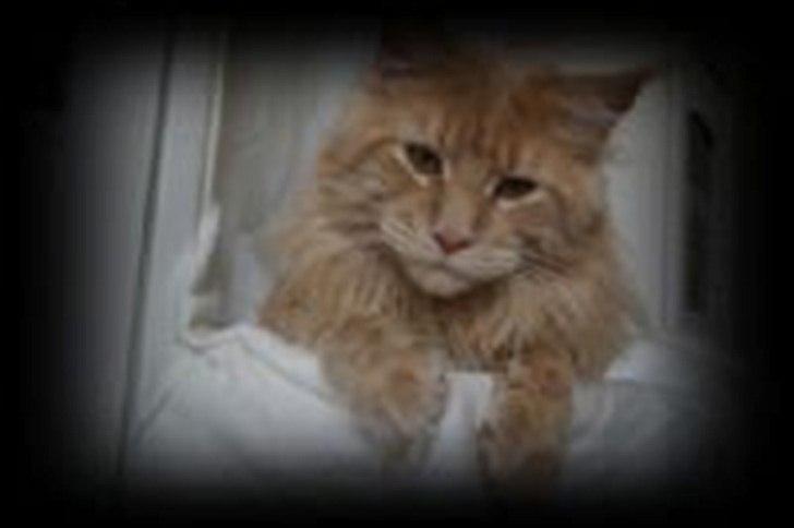 Maine Coon Bailey billede 1