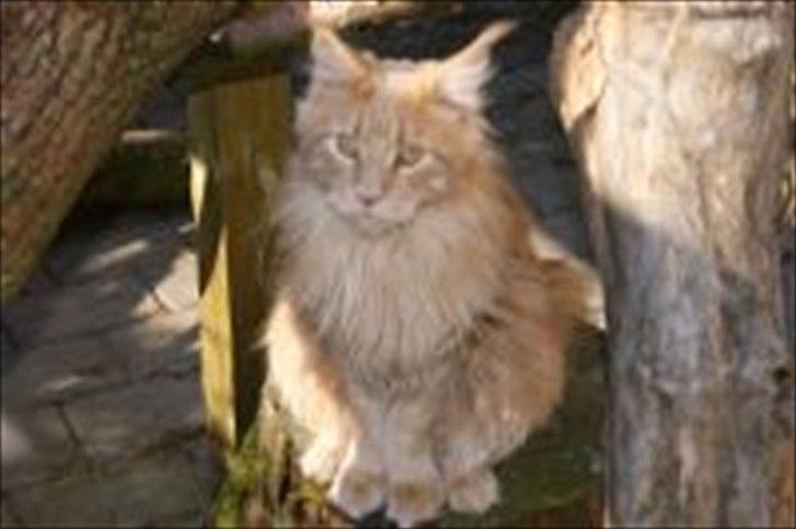 Maine Coon Bailey - SOL I KATTE GÅRDEN billede 3