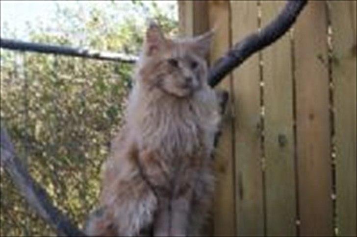 Maine Coon Bailey billede 4